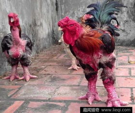 越南怪鸡腿粗堪比小孩大腿 一斤鸡肉卖60元
