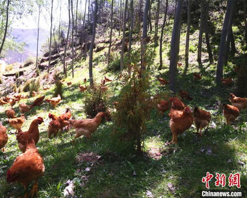 甘南藏区产业扶贫 两全其美 大山增颜值 农户提收入